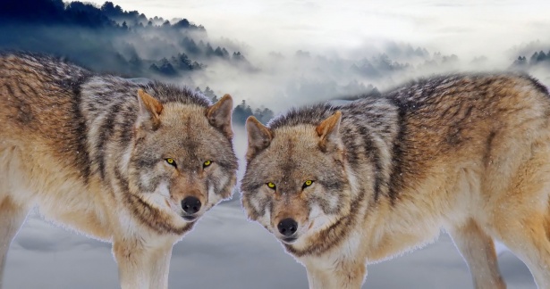 Wolves