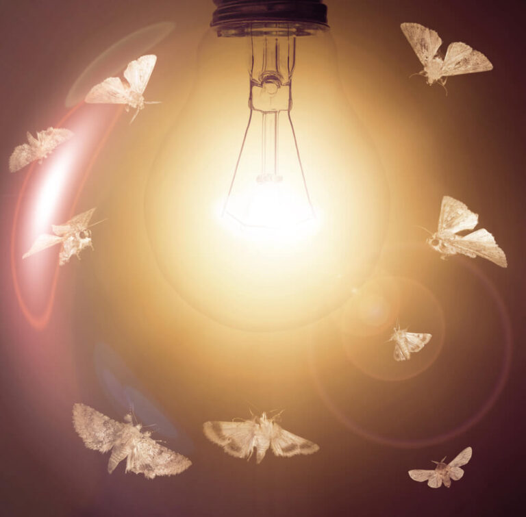moths and flame